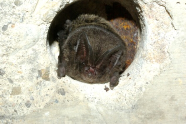 Portrét netopýra černého | © Foto D. Fischer, ČESON, Nepodléhá Creative Commons