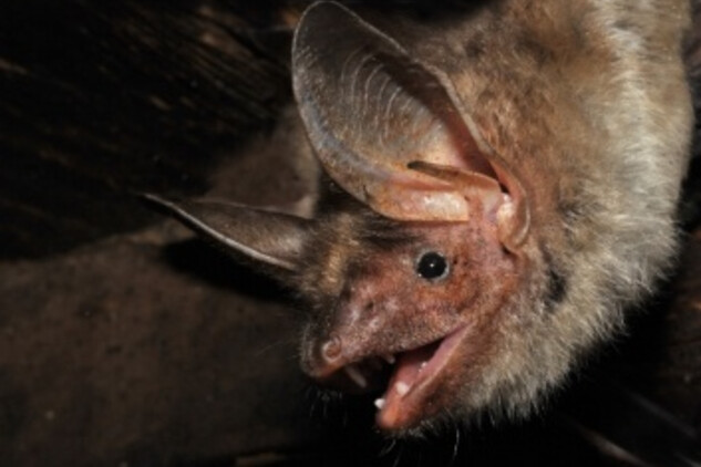 Portrét netopýra velkého | © ČESON, foto V. Lemberk.  Nepodléhá Creative Commons