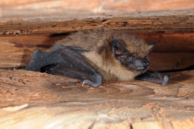 Portrét netopýra večeního | © foto D. Horáček, Nepodléhá Creative Commons