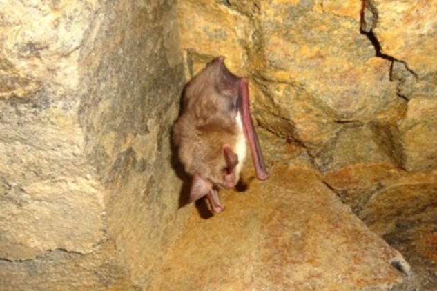 Zimující netopýr velký | © foto P. Schnitzerová, ČESON.  Nepodléhá Creative Commons