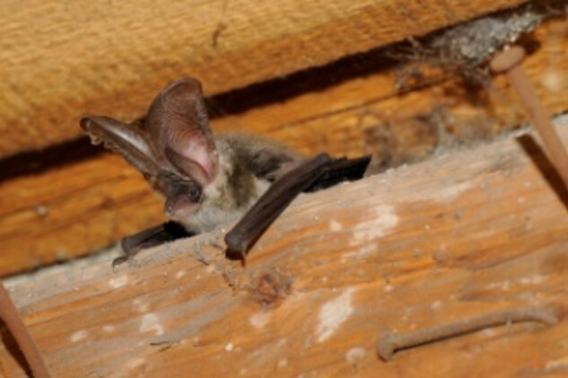 Portrét netopýra dlouhouchého | © foto J. Červený. Nepodléhá Creative Commons